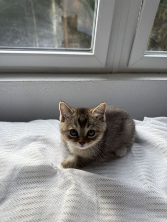 Geschwisterpärchen auf der Suche nach einem liebevollen Zuhause