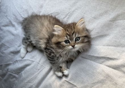 Geschwisterpärchen auf der Suche nach einem liebevollen Zuhause