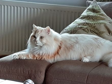 Zehnjähriger Perserkater in guter Hände abzugeben