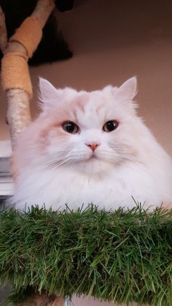 Zehnjähriger Perserkater in guter Hände abzugeben