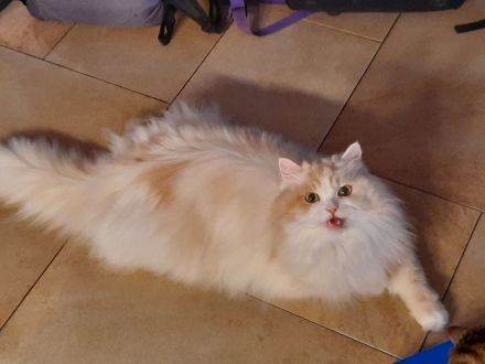 Zehnjähriger Perserkater in guter Hände abzugeben