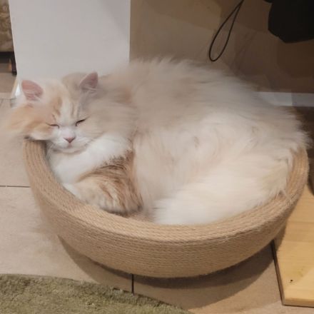 Zehnjähriger Perserkater in guter Hände abzugeben