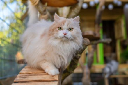 Zehnjähriger Perserkater in guter Hände abzugeben