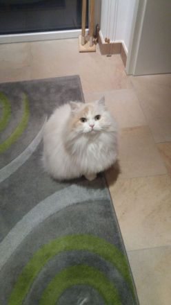 Zehnjähriger Perserkater in guter Hände abzugeben