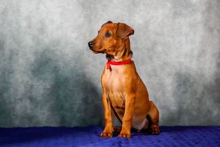 Deutscher Pinscher welpen