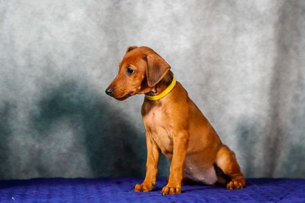 Deutscher Pinscher welpen