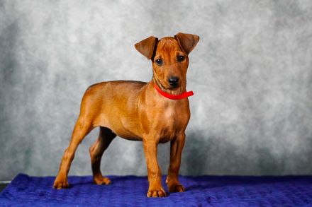 Deutscher Pinscher welpen
