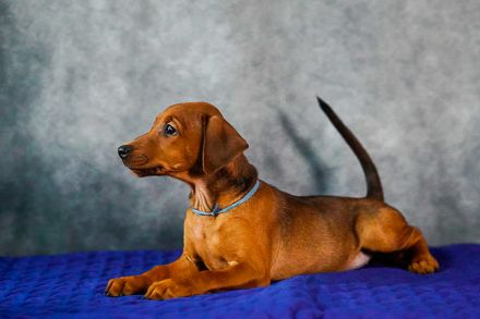 Deutscher Pinscher welpen