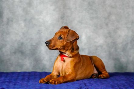 Deutscher Pinscher welpen