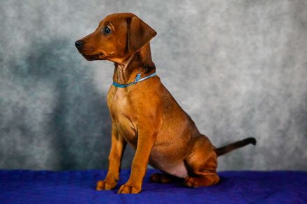 Deutscher Pinscher welpen