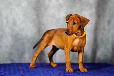 Deutscher Pinscher welpen
