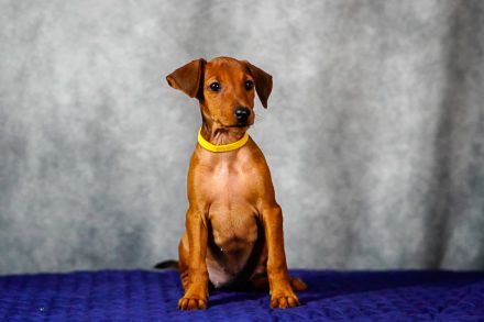 Deutscher Pinscher welpen