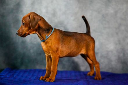 Deutscher Pinscher welpen