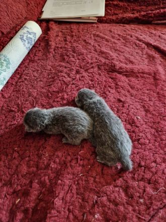 2 x Russisch Blau 1 Junge u 1 Mädchen mit Stammbaum u Zucht Frei gabe