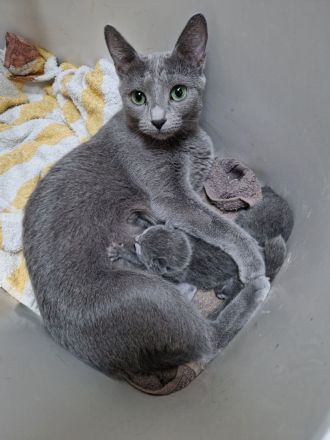 2 x Russisch Blau 1 Junge u 1 Mädchen mit Stammbaum u Zucht Frei gabe