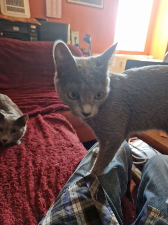 2 x Russisch Blau 1 Junge u 1 Mädchen mit Stammbaum u Zucht Frei gabe