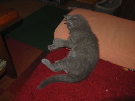 2 x Russisch Blau 1 Junge u 1 Mädchen mit Stammbaum u Zucht Frei gabe