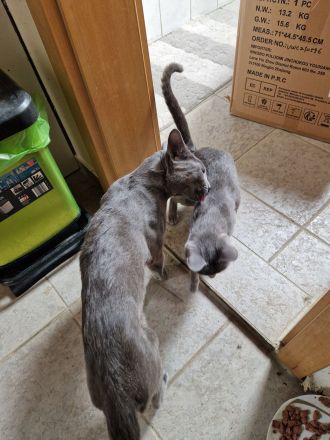 2 x Russisch Blau 1 Junge u 1 Mädchen mit Stammbaum u Zucht Frei gabe