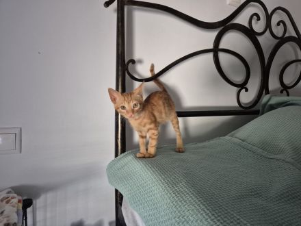 Verlassenes Kätzchen