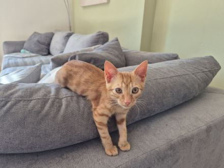 Verlassenes Kätzchen