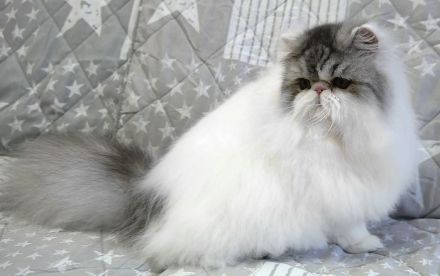 verschmuste Perserkatze