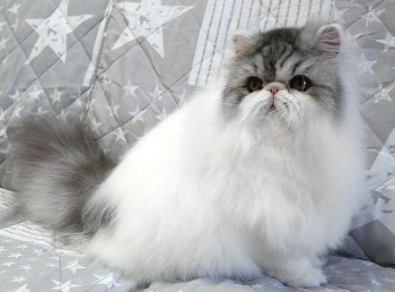 verschmuste Perserkatze