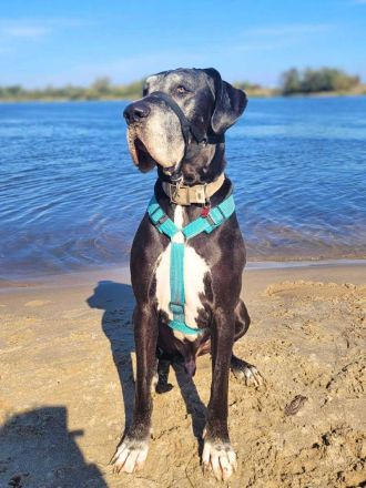 Manny in 39124 Magdeburg sucht sein Für-immer-Zuhause