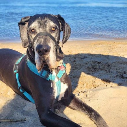 Manny in 39124 Magdeburg sucht sein Für-immer-Zuhause