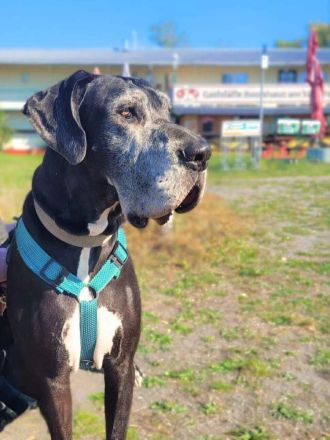 Manny in 39124 Magdeburg sucht sein Für-immer-Zuhause