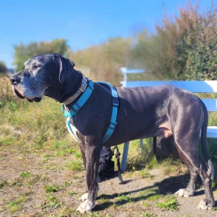 Manny in 39124 Magdeburg sucht sein Für-immer-Zuhause