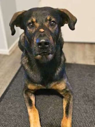 Loki in 12167 Berlin sucht sein Für-immer-Zuhause