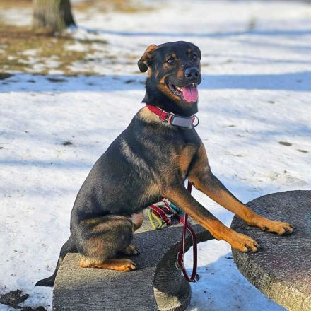 Loki in 12167 Berlin sucht sein Für-immer-Zuhause