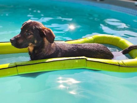 Loki in 12167 Berlin sucht sein Für-immer-Zuhause