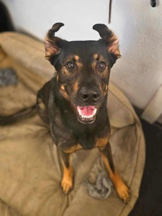 Loki in 12167 Berlin sucht sein Für-immer-Zuhause