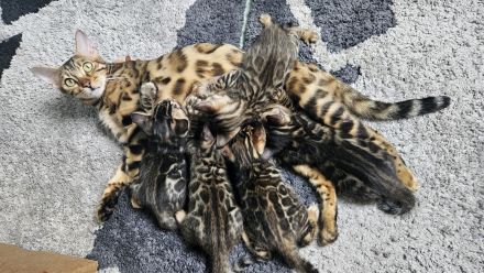 Bengal Kitten