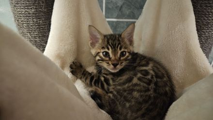 Bengal Kitten