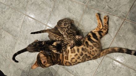 Bengal Kitten