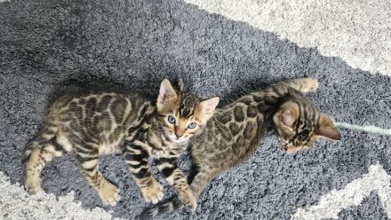 Bengal Kitten