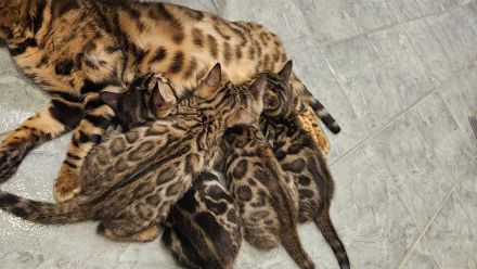 Bengal Kitten