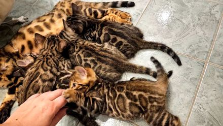 Bengal Kitten