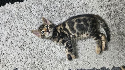 Bengal Kitten