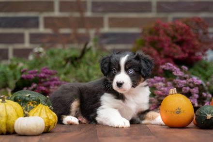 Mini American Shepherd Mini Aussie