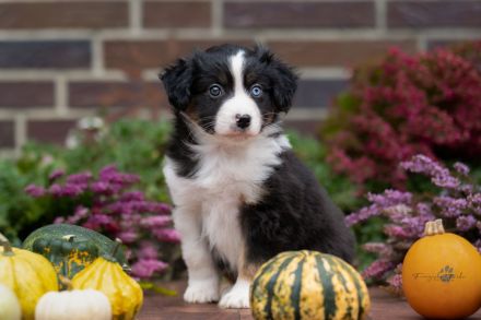 Mini American Shepherd Mini Aussie