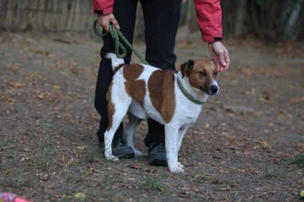Ben - sucht eine liebevolle Familie - in Kürze auf Pflegestelle in 58339 Breckerfeld