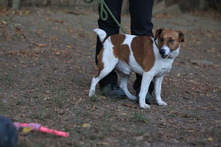 Ben - sucht eine liebevolle Familie - in Kürze auf Pflegestelle in 58339 Breckerfeld