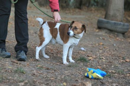 Ben - sucht eine liebevolle Familie - in Kürze auf Pflegestelle in 58339 Breckerfeld