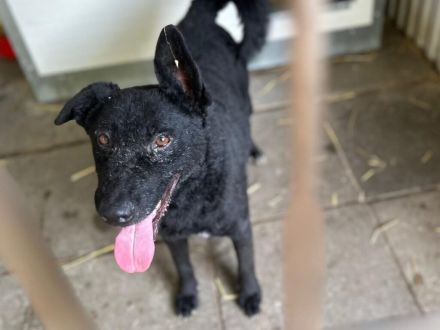 Bruno - sucht Menschen die das Glück auf 4 Pfoten im Haus haben möchten