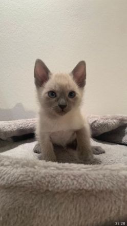 Siam Kitten