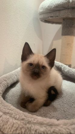 Siam Kitten