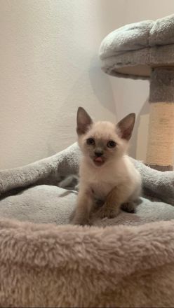 Siam Kitten